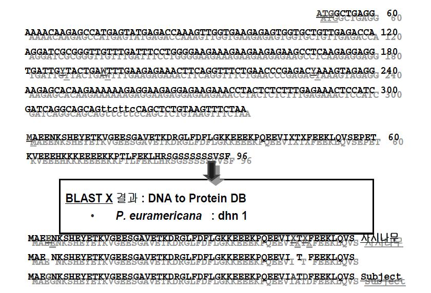 사시나무 dehydrin 유전자의 coding sequence로부터 만들어질 수 있는 단 백질에 대한 아미노산 배열과 P.euramericana의 Dehydrin 단백질과의 아미 노산 배열 비교