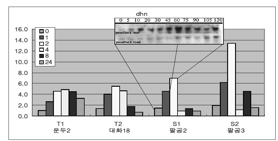 dehydrin 유전자의 NaCl 처리시간에 따른 사시나무 개체간 상대적 발현량 측정 결과.