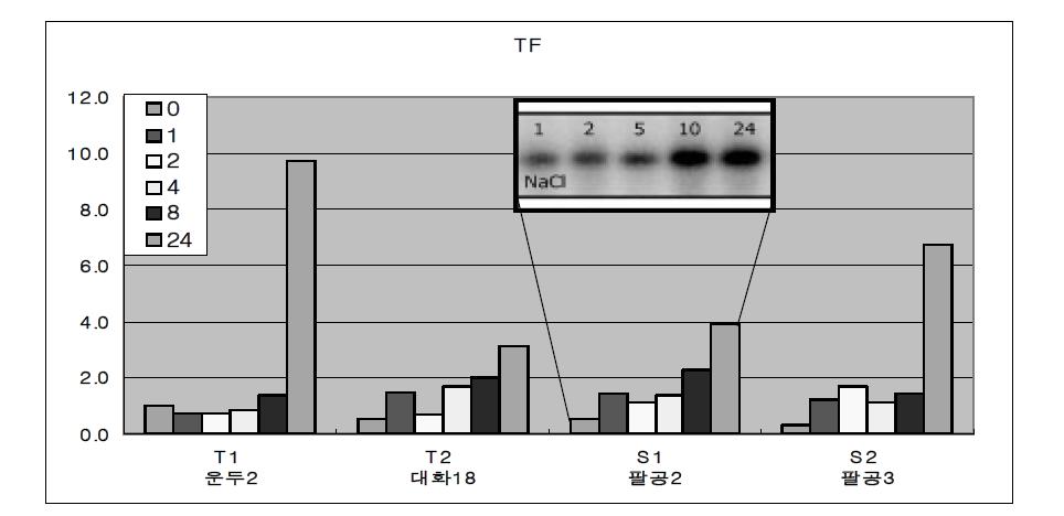 Transcription factor like protein 유전자의 NaCl 처리시간에 따른 사시나무 개체간 상대적 발현량 측정 결과.