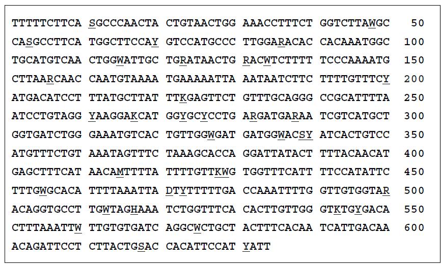 사시나무 Cu/Zn-SOD 유전자 DNA 염기서열 (639bp) 분석 결과