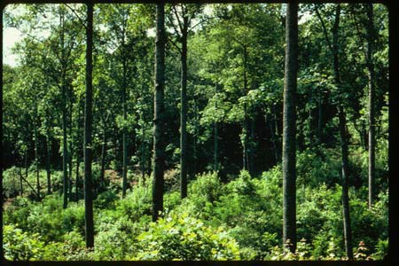 그림 76. 고지대 활엽수림