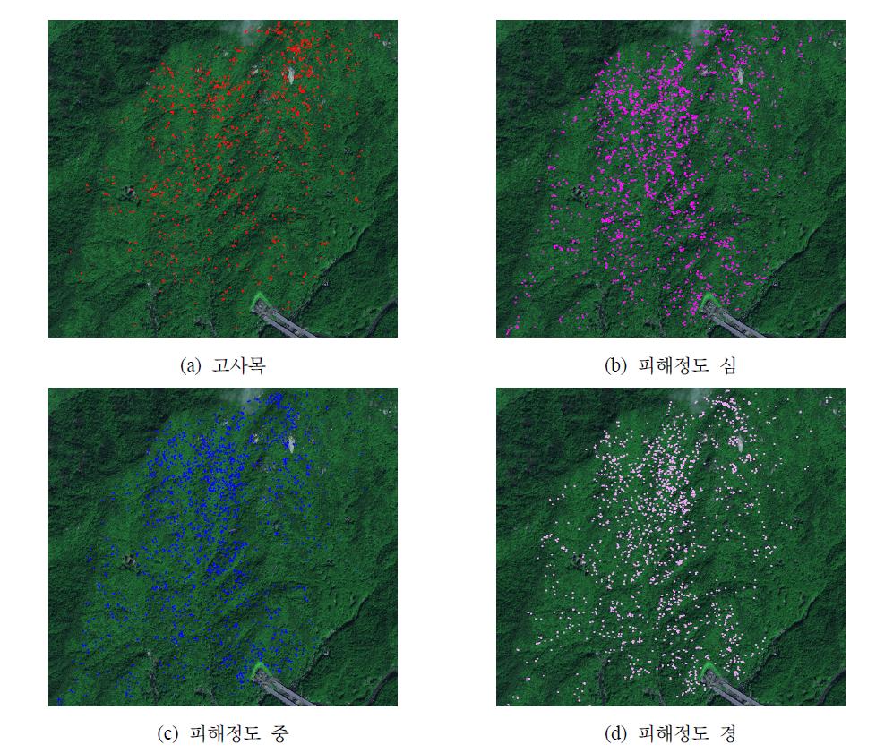 GPS를 이용한 참나무시들음병 피해정도별 현지조사결과
