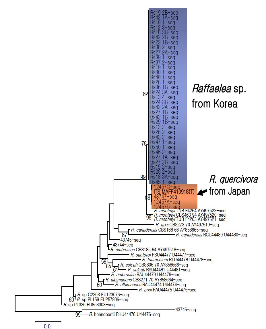 18S rDNA 영역의 염기서열에 근거한 Raffaelea spp.의 계통학적 관계