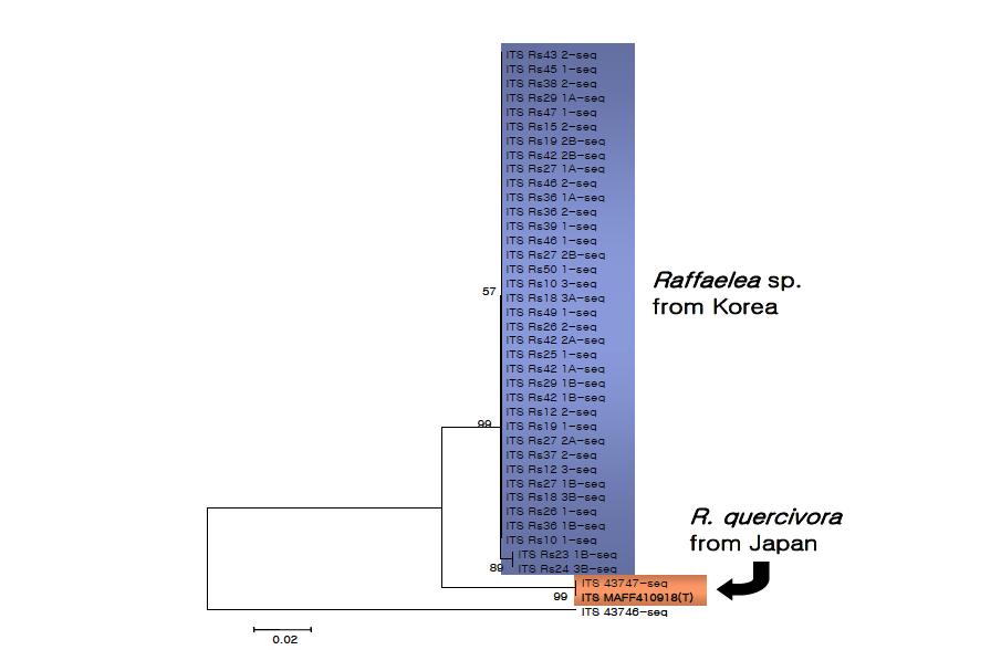 ITS rDNA 영역의 염기서열에 근거한 한국산 Raffaelea sp.와 일본산 R. quercivora와의 계통학적 관계