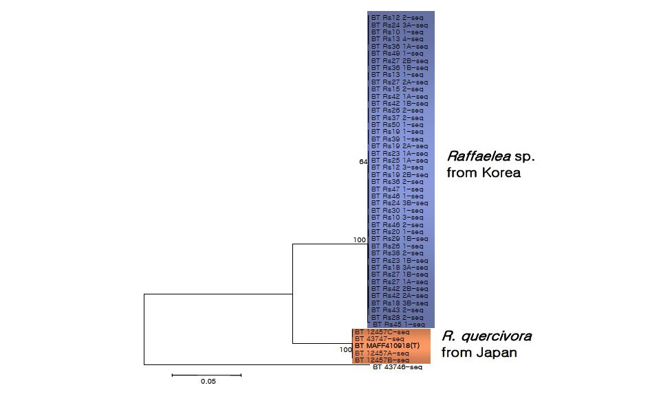 β-tubulin 영역의 염기서열에 근거한 한국산 Raffaelea sp.와 일본산 R. quercivora와의 계통학적 관계