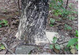 광릉긴나무좀 유충에 의한 가루모양 Frass