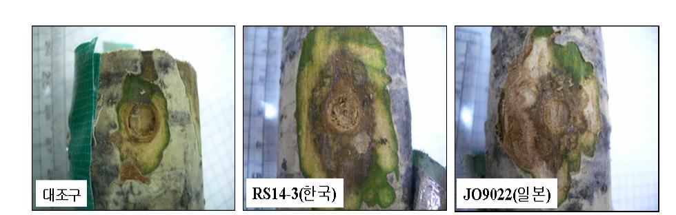 접종 15일 후 균주별 신갈나무의 괴사된 조직 모습
