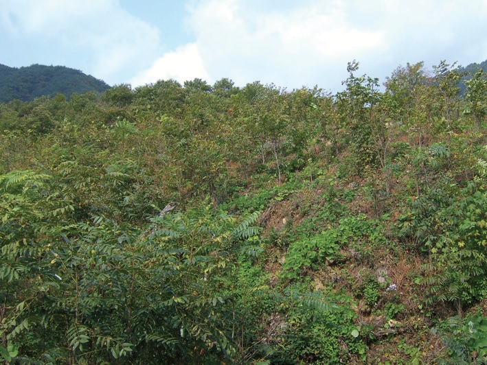 참죽나무 재배