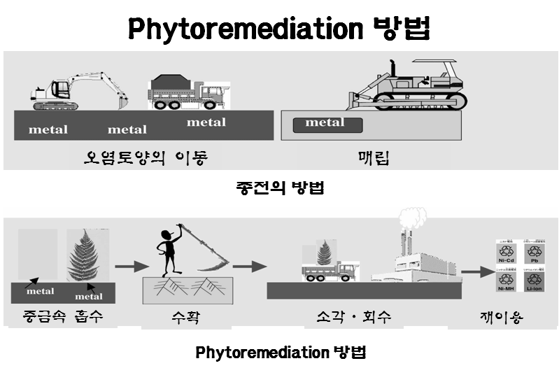 Phytoremediation의 방법