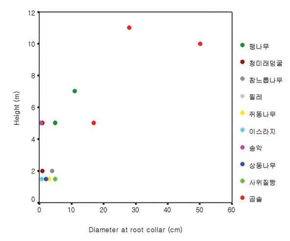 이스라지 군락 내 주요 수종의 수고 및 근원경 분포