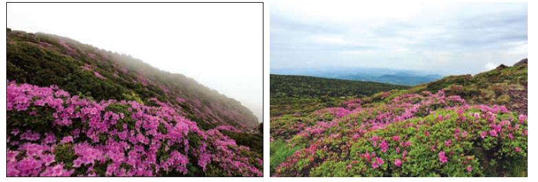 산철쭉 자생지 전경