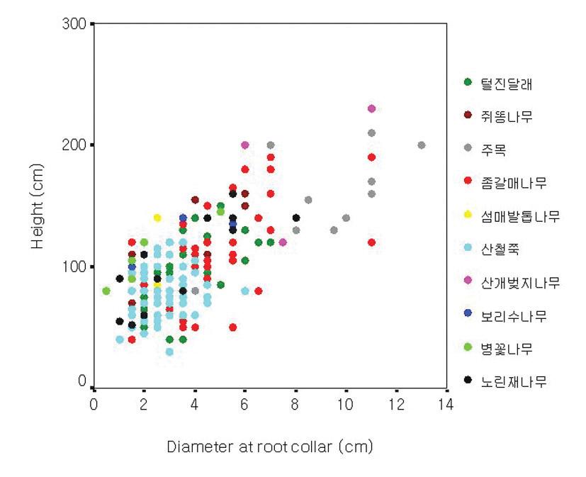 좀갈매나무 군락 내 주요 수종의 수고 및 근원경 분포