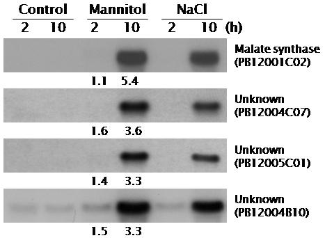 Northern blot 분석. 계대 5일령의 배양세포에 mannitol(500 mM) 또는 NaCl(150 mM)을 처리하였다.