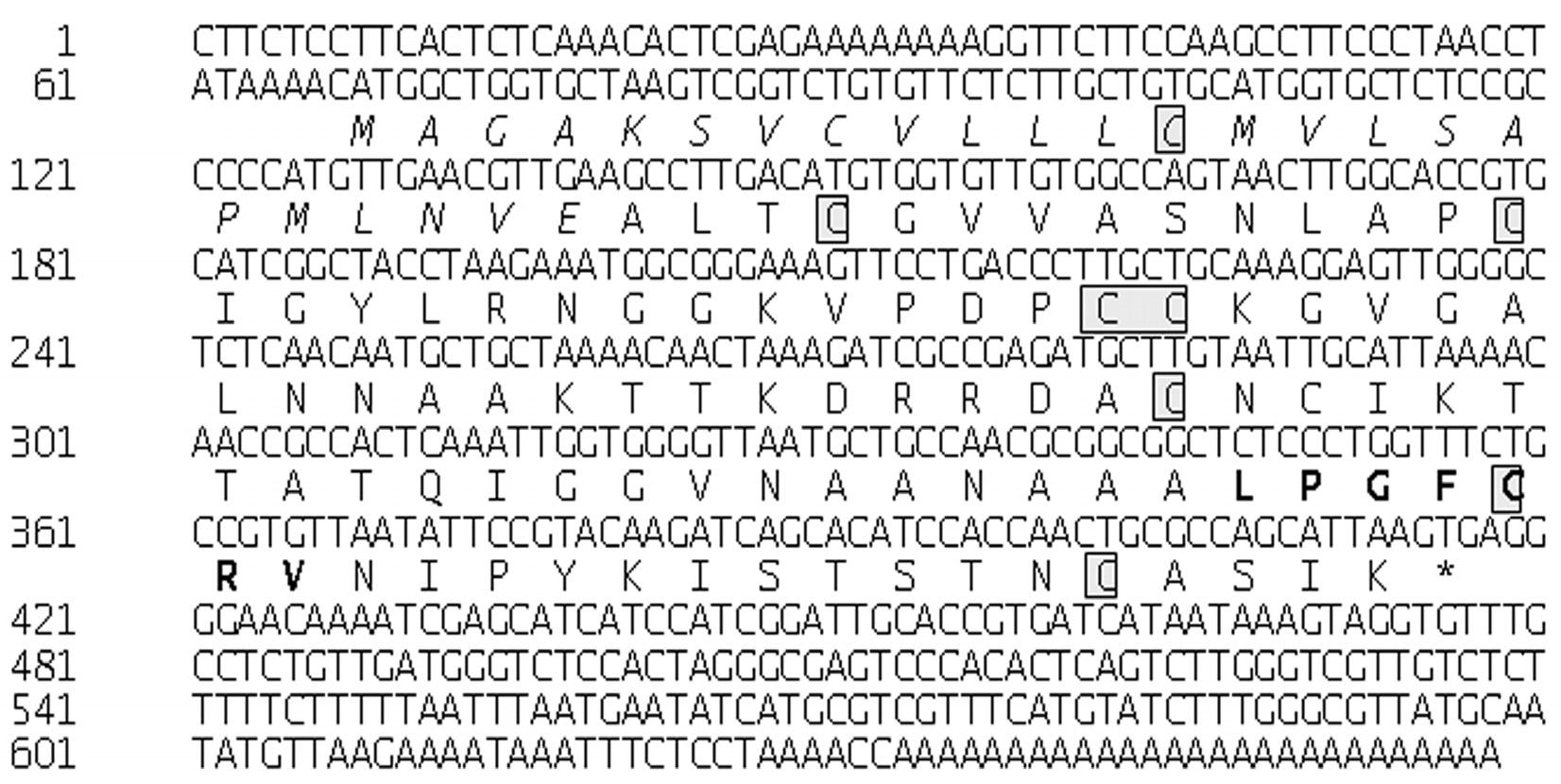 포플러 PoLTP1 유전자의 DNA 염기 및 아미노산 서열(GenBank Accession No. EF613275).