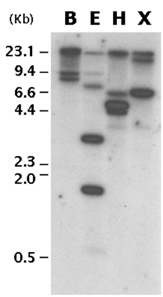 PoLTP1 유전자의 Southern blot 분석. BamHI (B), EcoRI (E), HindIII (H), XbaI (X)