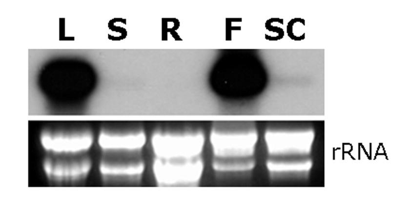 PoLTP1의 조직 특이적 발현. 잎 (L), 줄기 (S), 뿌리 (R), 꽃 (F), 배양세포 (SC)