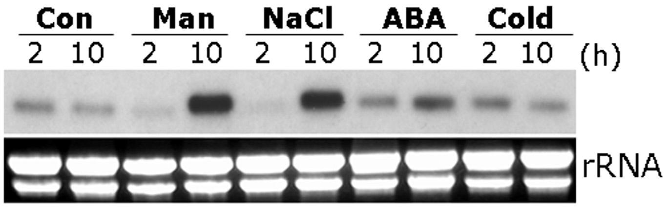 포플러 배양세포에서 mannitol(Man, 250mM), NaCl(150mM), ABA(25μM) 및 저온(2℃) 처리에 대한 PoLTP1의 발현 반응.