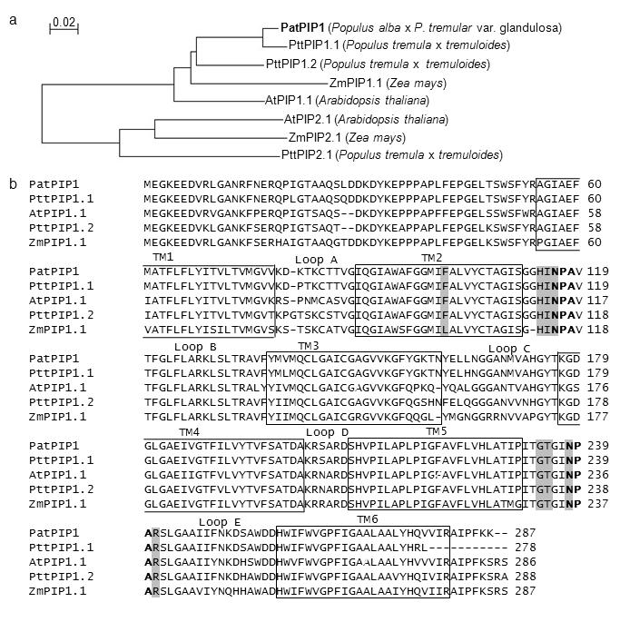 PatPIP1과 다른 식물 유래의 PIP 단백질 사이의 아미노산 서열 비교.