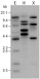 PatPIP1 유전자의 Southern blot 분석. EcoRI (E), HindIII (H), XbaI (X)