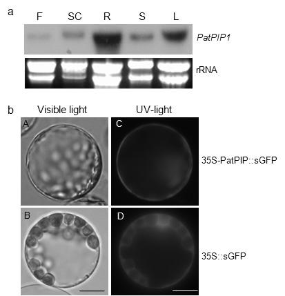 Tissue-specific expression and subcellular localization of PatPIP1의 조직 특이적 발현과 세포 내 국지성 분석.