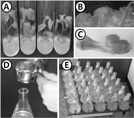 포플러 세포 현탁배양. (A) 기내배양 포플러. (B, C) 캘러스 유도.(D) 캘러스에서 현탁배양의 시작. (E) 현탁배양 중인 포플러 세포.