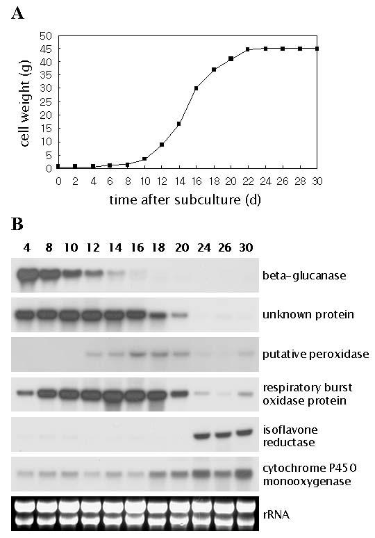 포플러 배양세포의 생장단계에 따른 유전자 발현양상의 변화. (A) 포플러 배양세포의 생장 곡선. (B) Northern blot 분석.