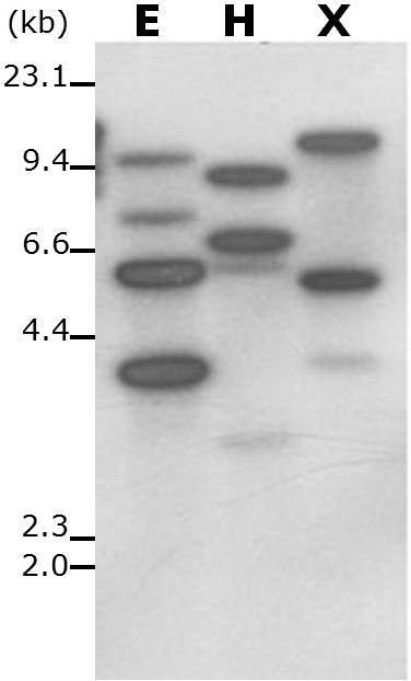 Podhn 유전자의 Southern blot 분석. EcoRI (E), HindIII (H), XbaI (X).