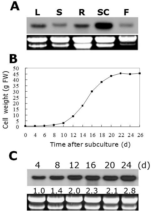 Podhn의 발현 분석. (A) 조직특이 발현 분석. 잎 (L), 줄기 (S), 뿌리 (R), 꽃 (F), 배양세포 (SC). (B) 포플러 배양세포의 생장 (C) Podhn의 생장주기별 발현.