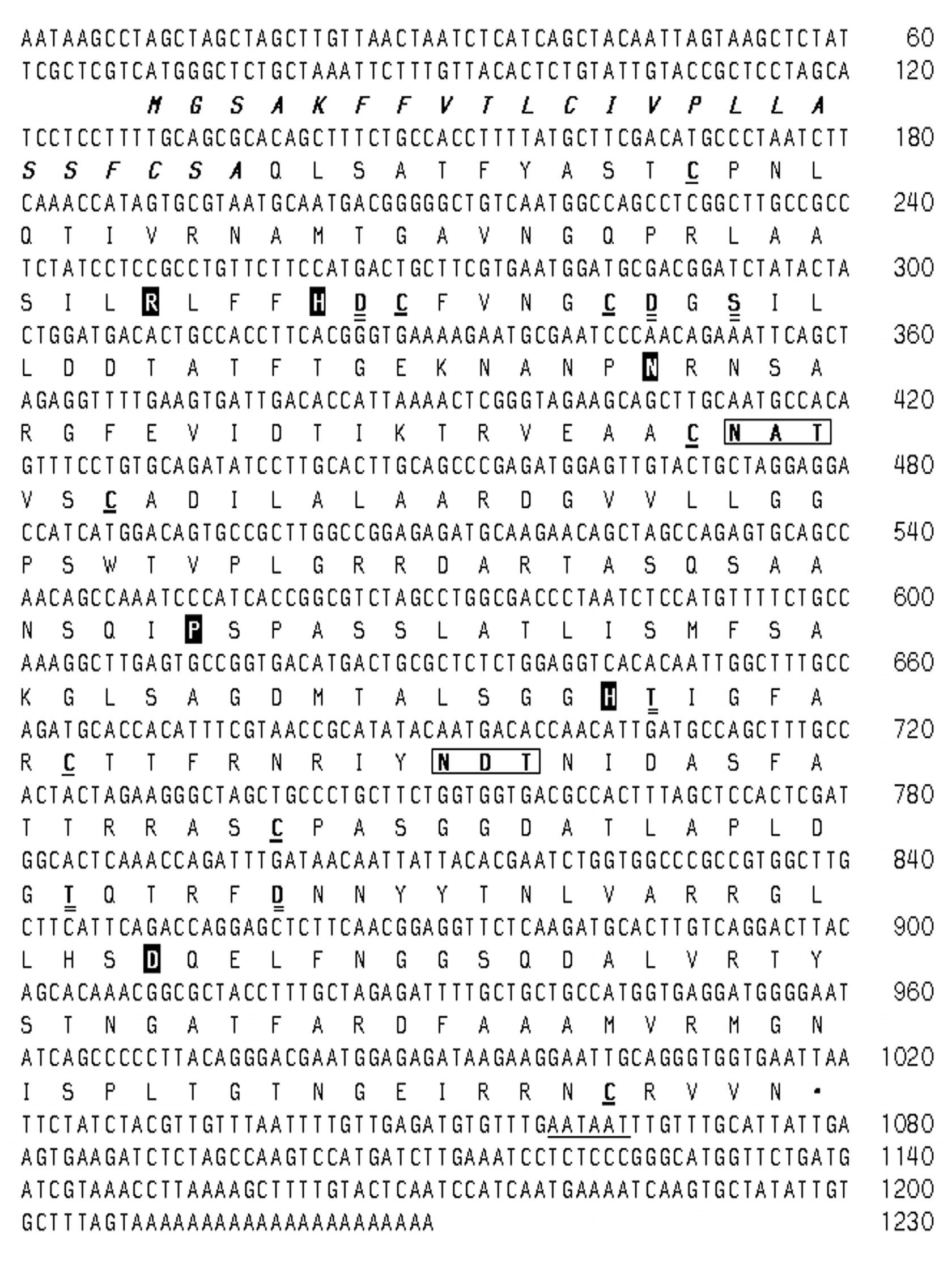 포플러 peroxidase 유전자의 DNA 염기 및 아미노산 서열(GenBank Accession No. AY953377).