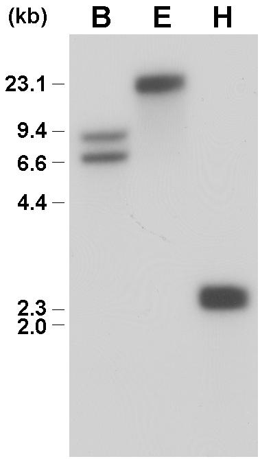 PoPOD1 유전자의 Southern blot 분석. BamHI (B), EcoRI (E), HindIII (H).