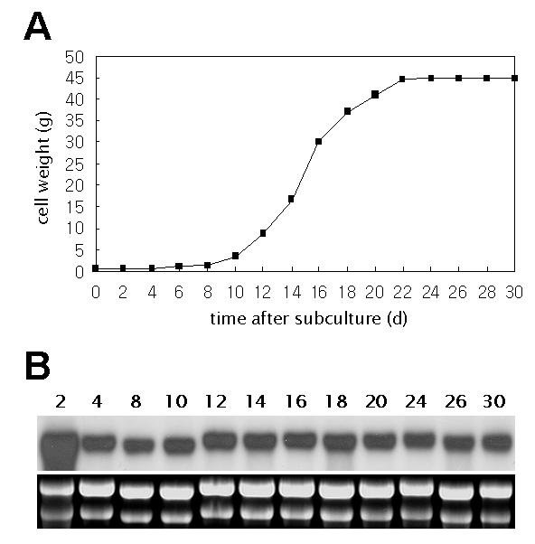 PoPOD1의 배양세포 생장주기별 발현 분석. (A) 포플러 배양세포의 생장. (B) Northern blot 분석.