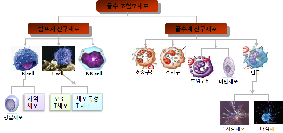 면역반응에 관여하는 세포들