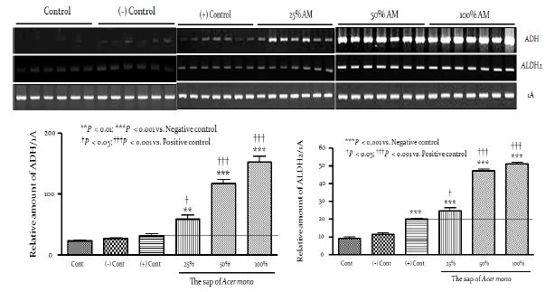 ADH와 ALDH의 mRNA 발현량에 미치는 수액의 영향