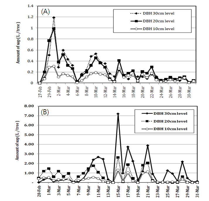 가래나무(A)와 고로쇠나무(B) 수액의 일일 출수량