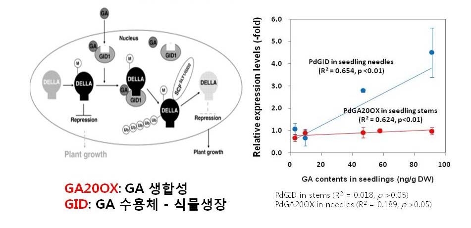 그림 15. 소나무 유묘 부위별 GID 수용체 유전자(PdGID) 및 GA20OX 유전자(PdGA20OX) 발현량과 유묘 줄기내 GA20 함량간 상관