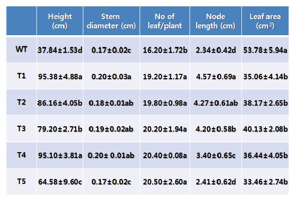 PDGA20ox 포플러 형질전환식물의 생장(표현형) 특성. WT: wild type; T: Transformation plant.