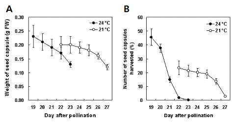 그림 22. 배양온도별 종자완숙시기와 종자꼬투리생산성.