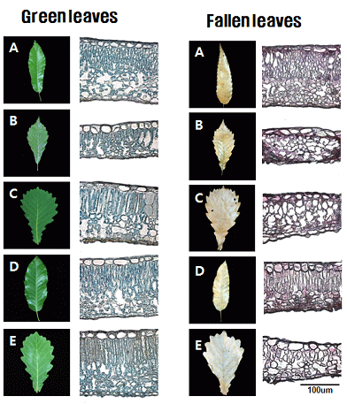 그림 25. 참나무 종류별 낙엽 전과 후 잎에 대한 조직학적 분석.