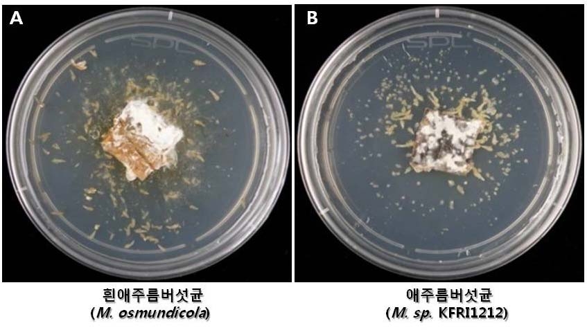 그림 27. 신규 애주름버섯균(Mycena sp. KFRI1212)과 흰애주름버섯균에 의한 종자발아