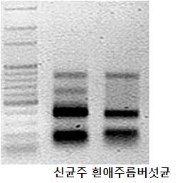 그림 30. 신규 애주름버섯 균주 (Mycena sp. KFRI1212)와 흰애주름버섯 균주(Mycena osmundicola) ITS 영역에 대한 PCR-RFLP 분석