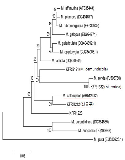 그림 32. 신규 애주름버섯의 근연관계분석.