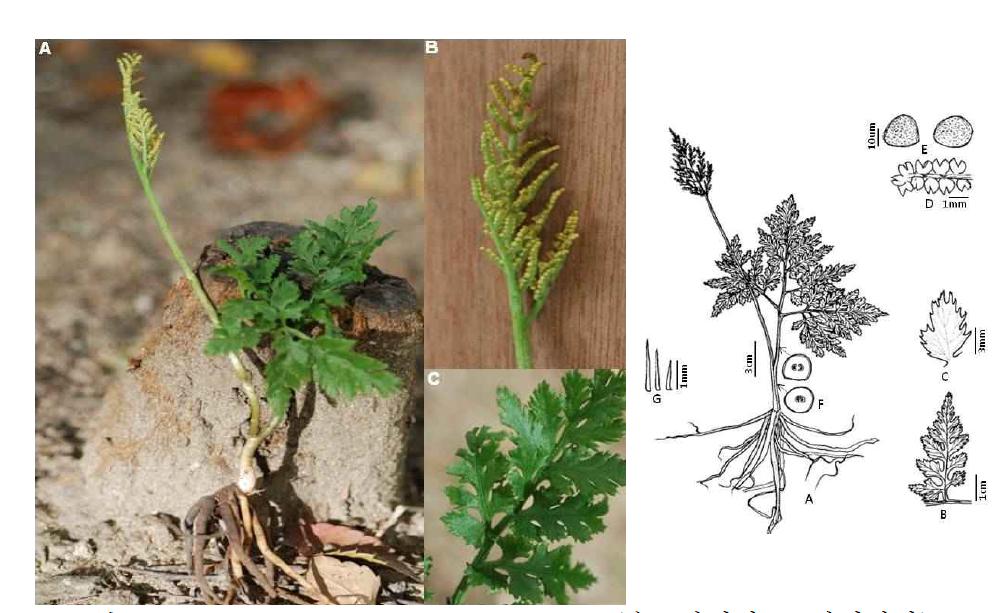 Sceptridium atrovirens Sahashi (숲고사리삼, 고사리삼과)