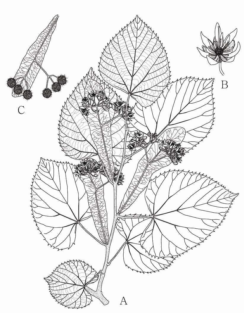 Tilia rufovilosa Hatus(남도피나무, 피나무과)