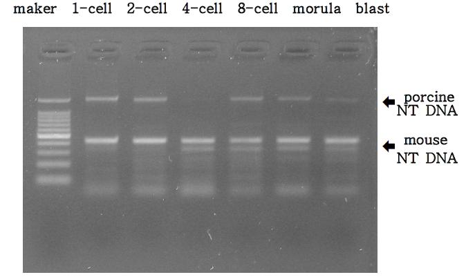 돼지 난자와 생쥐 체세포를 이용하여 이종간 핵이식 후 배발달에 따른 미토콘드리아 DNA의 분포 분석