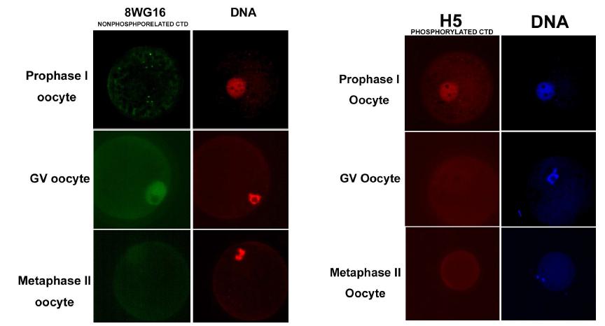 unphosphorylated RNA polymerase II CTD antibody(8WG16) and phosphoylated CTD antibdy(H5)를 이용하여 ,돼지 난자에서의 발현 분석