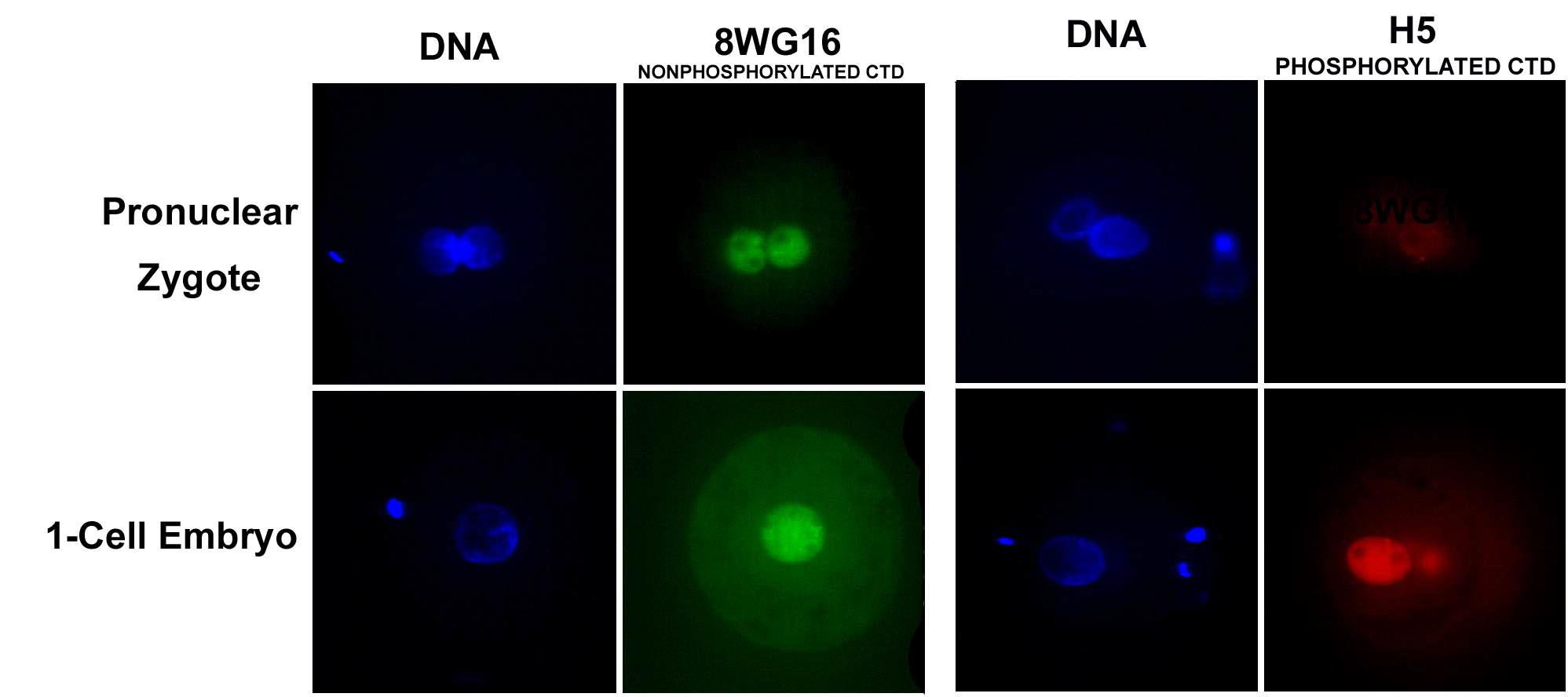 8WG16 and H5 antibody를 이용한 돼지 수정란에서의 RNA polymerase II 분석