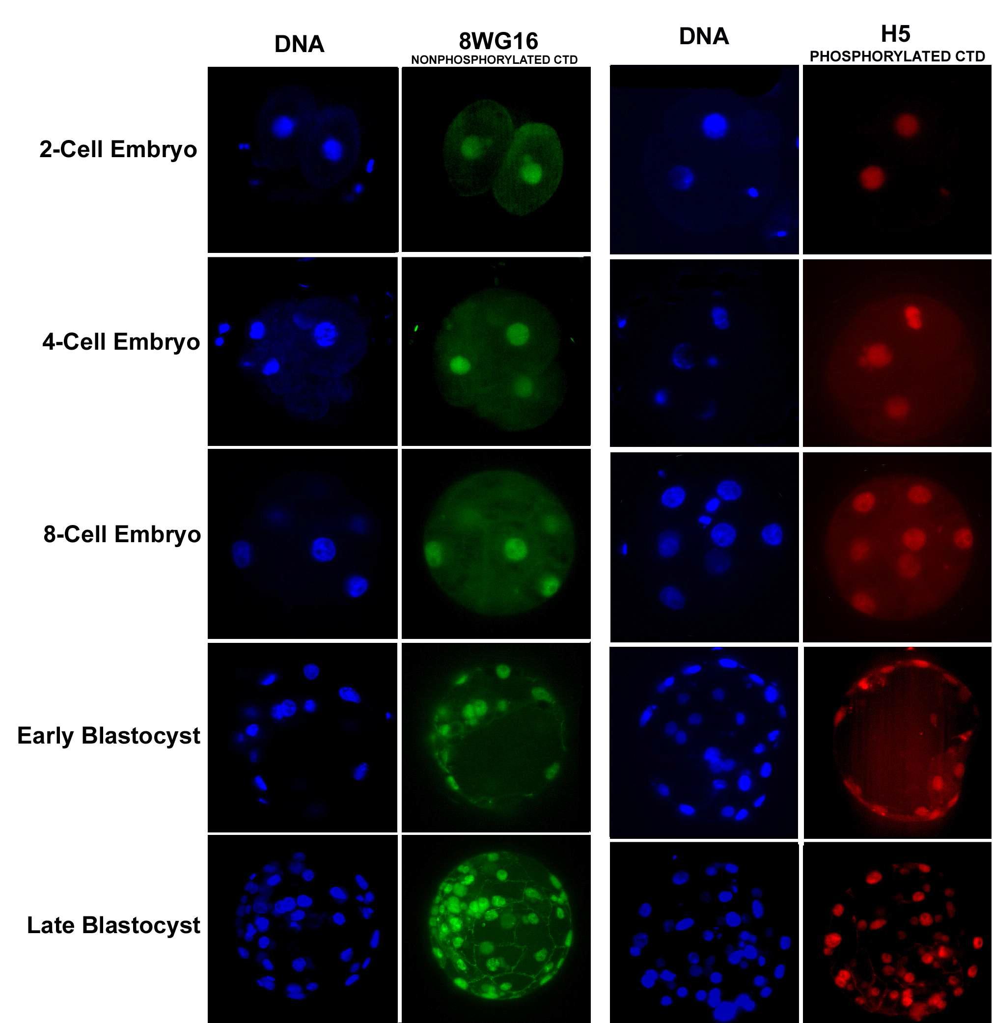 8WG16 and H5 antibody를 이용한 돼지 2-cell, 4-cell, 8-cell early blastocyst and late blastocyst stage embryos에서의 RNA polymerase II 분석