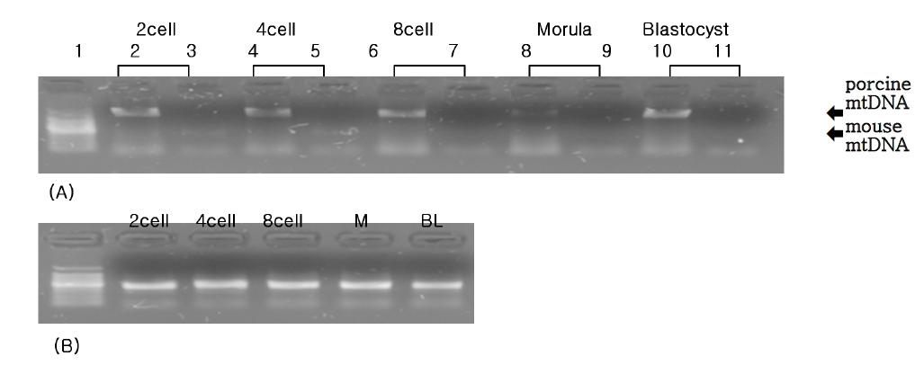 돼지와 생쥐의 미토콘드리아 DNA의 PCR 분석