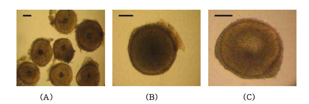 돼지 미성숙란포의체외배양 (A ) Preantral follicle on Day 0 of culture. (B) A ntral follicle on Day 1 of culture. (C) antral follicleon Day 3 of culture. 막대 = 100 μm.