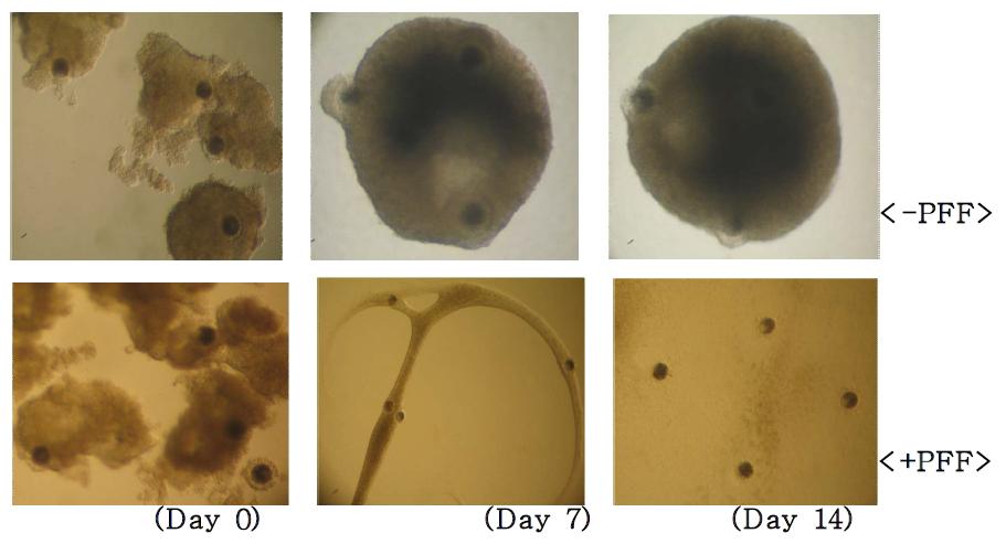 돼지 난포의 체외배양 시 돼지난포액(PFF)의 효과